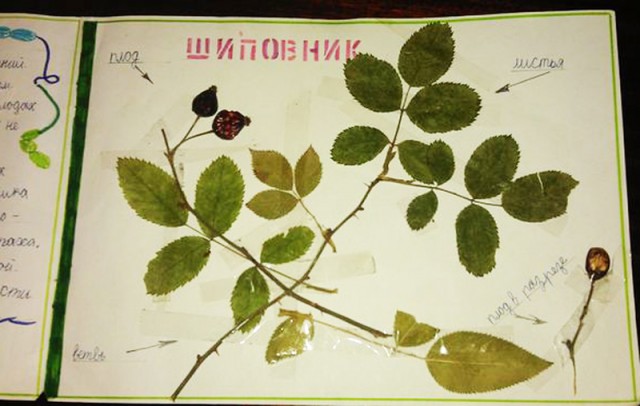 Какая связь между детским гербарием и профессией косметолога?